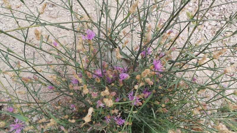 Centaurea glaberrima photo 2