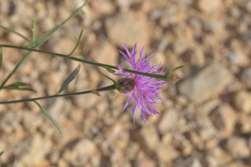 Centaurea glaberrima photo 3
