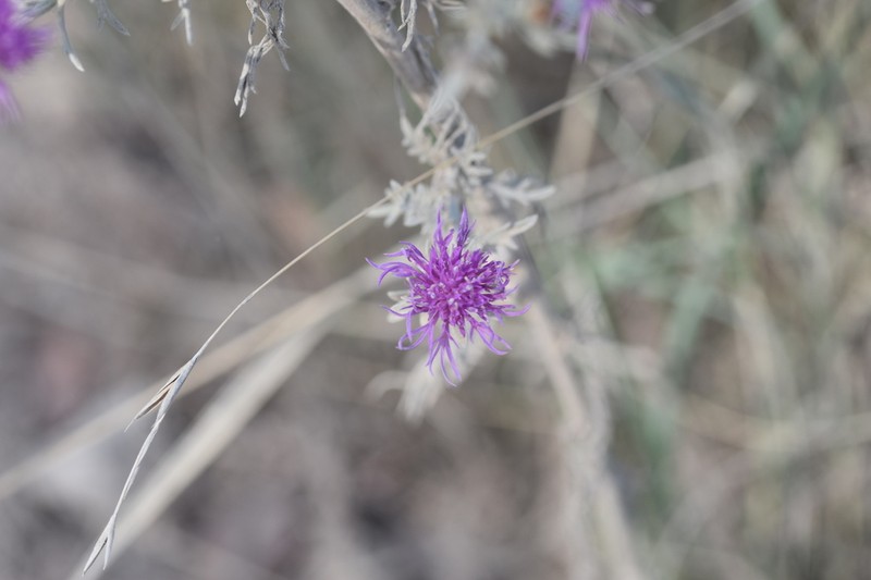 Centaurea glaberrima photo 4