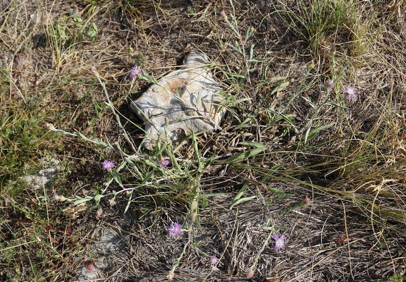 Centaurea glaberrima photo 5