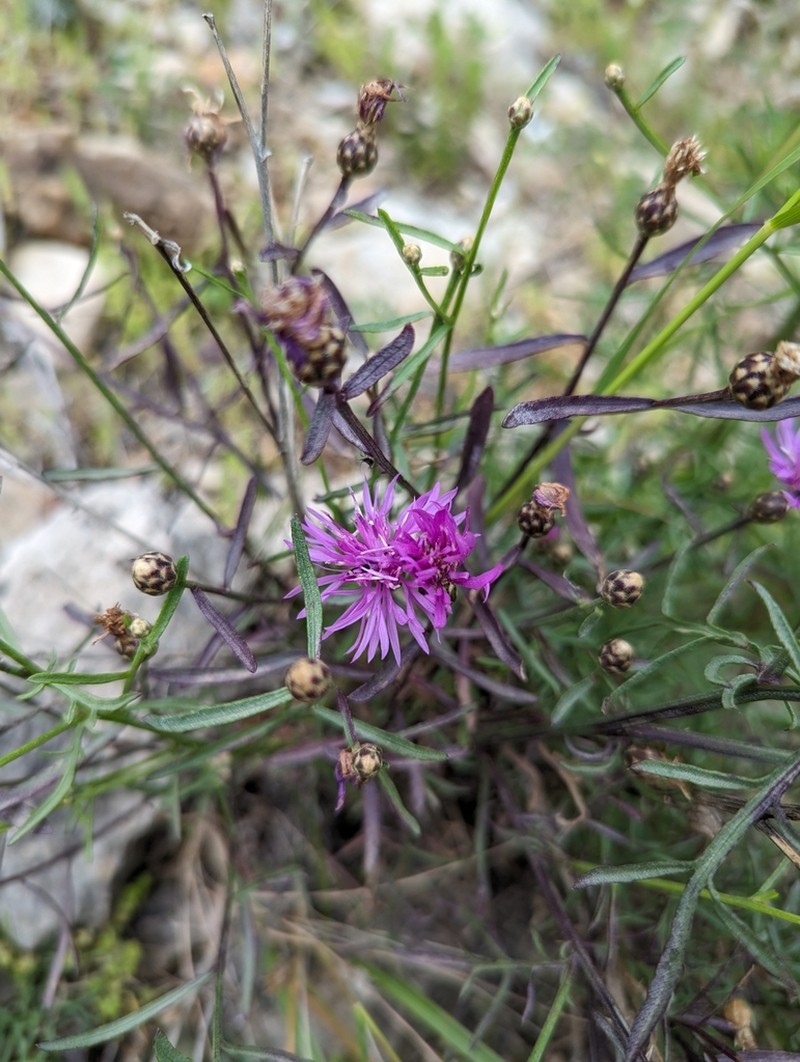Centaurea glaberrima photo 6