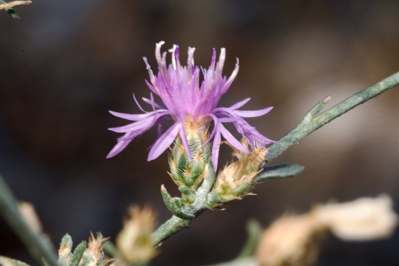 Centaurea glaberrima photo 7