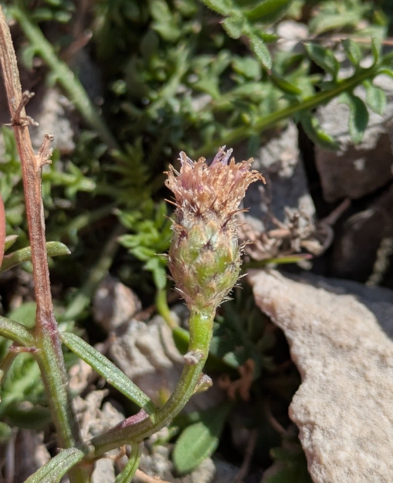 Centaurea glaberrima photo 8
