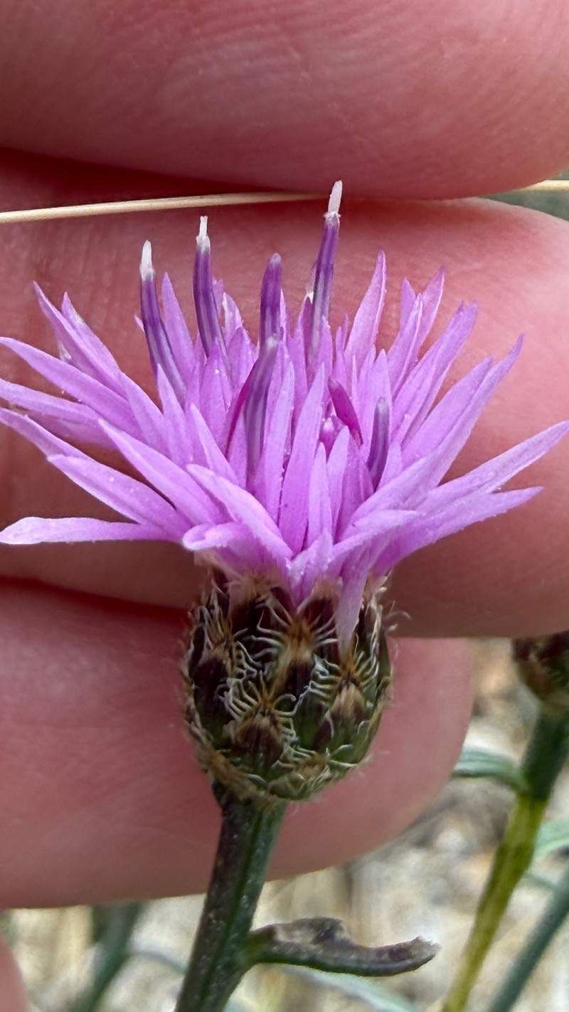 Centaurea glaberrima subsp. divergens