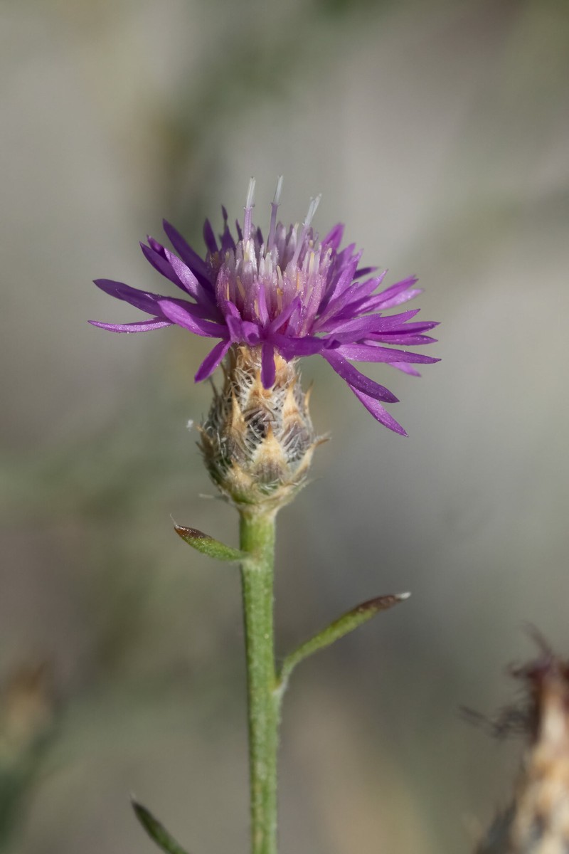 Centaurea glaberrima subsp. divergens photo 3