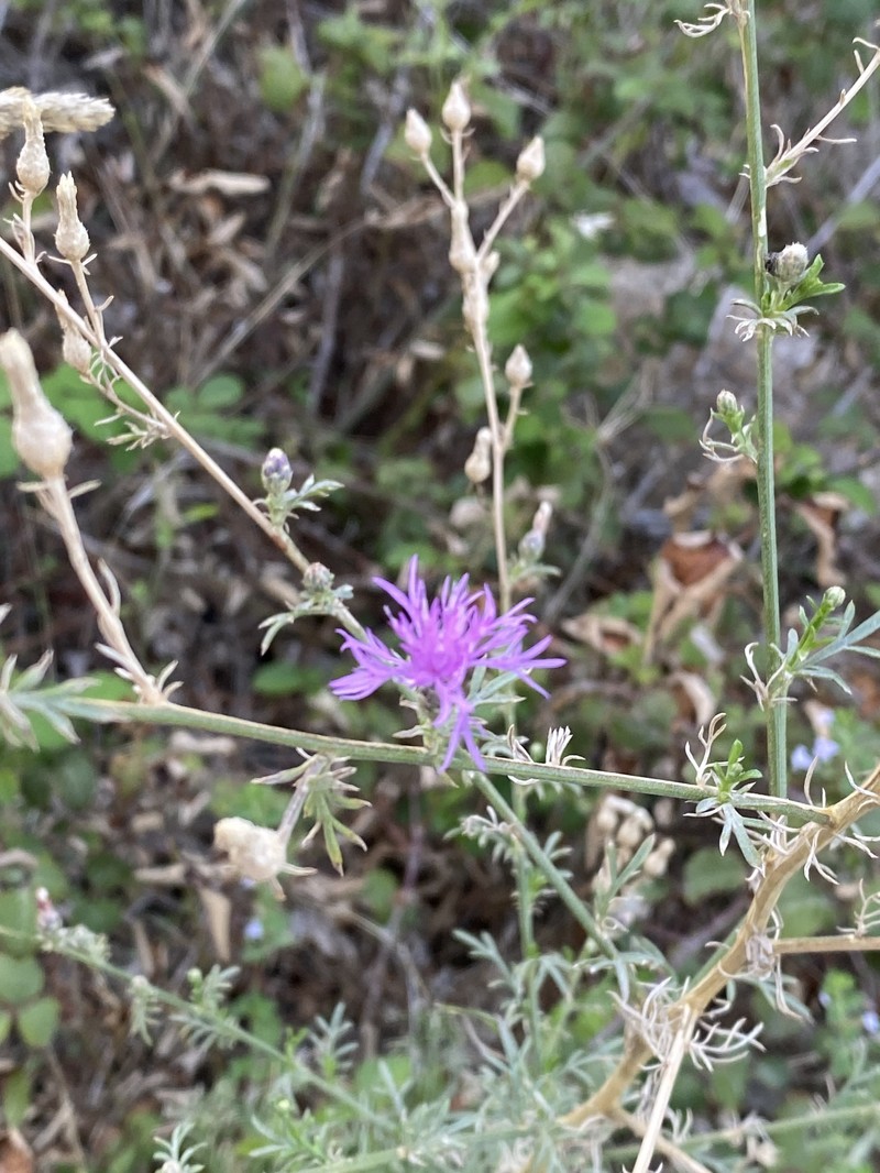 Centaurea glaberrima subsp. divergens photo 4