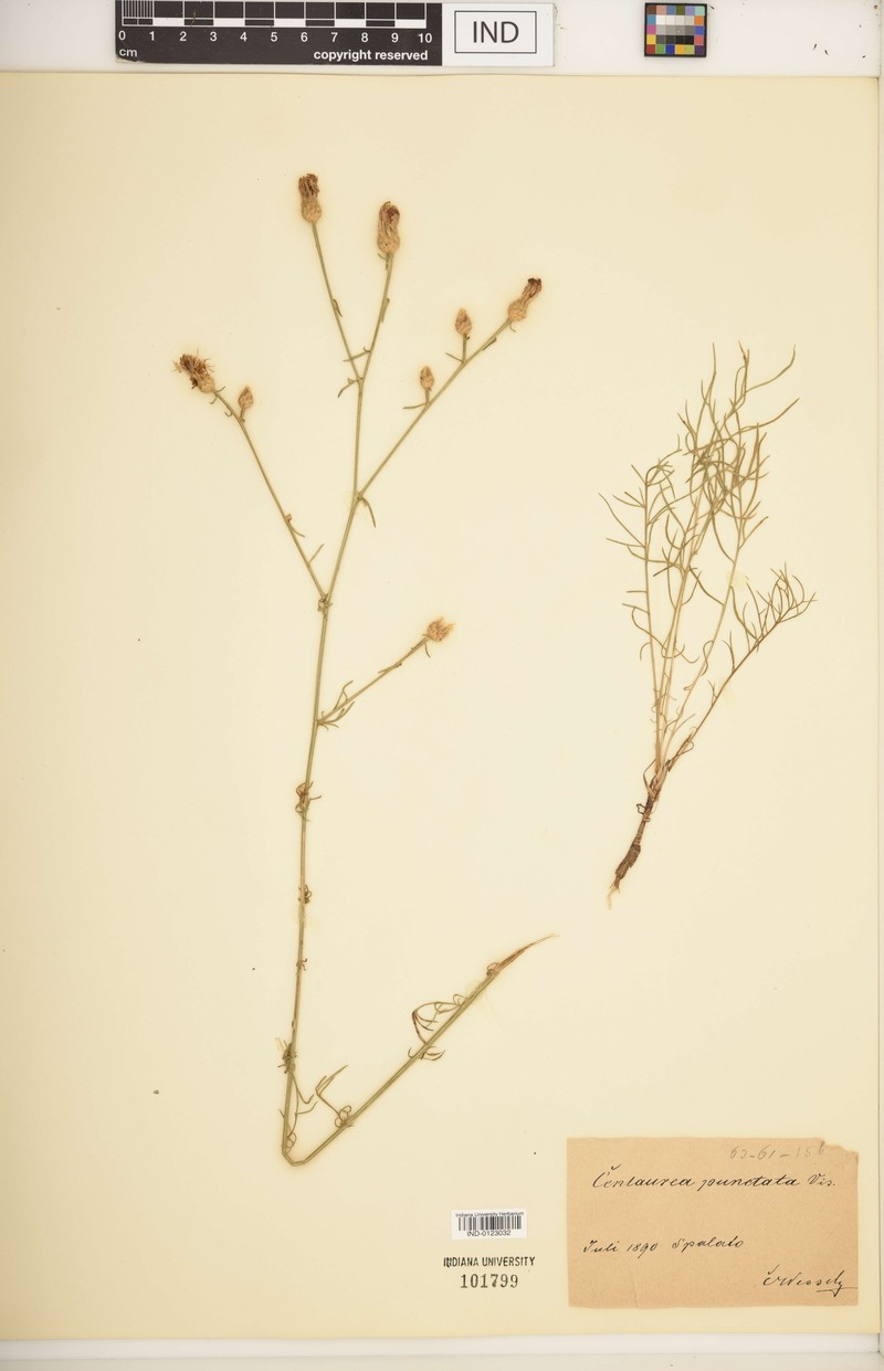 Centaurea glaberrima subsp. glaberrima