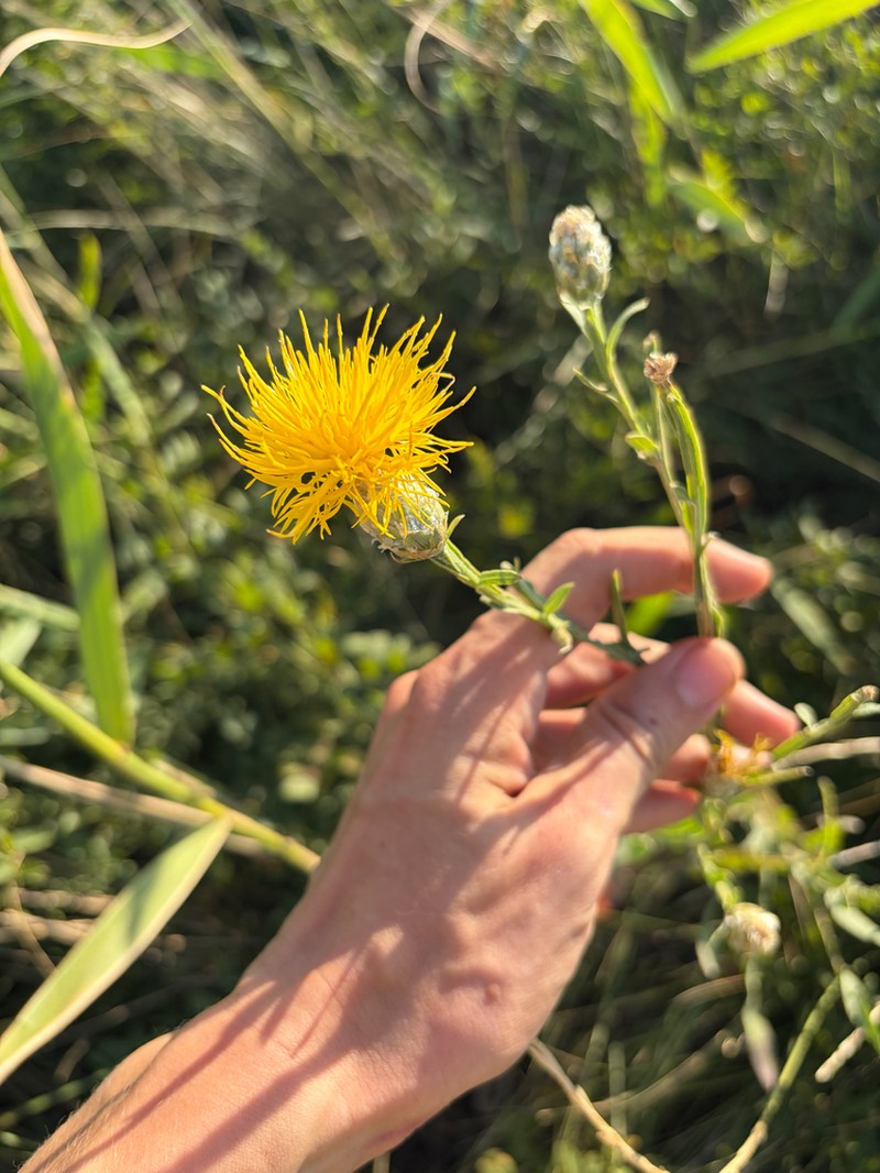Centaurea glastifolia
