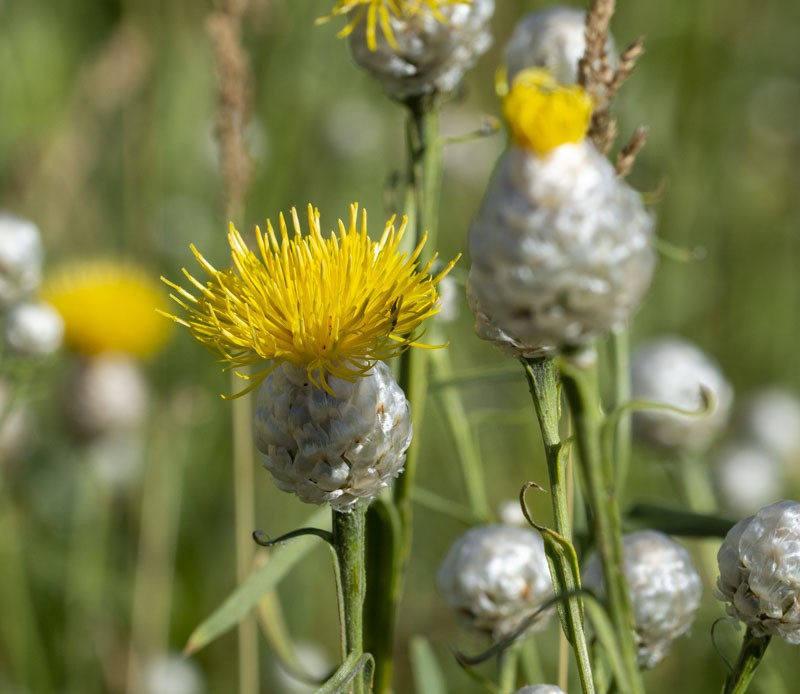 Centaurea glastifolia photo 2