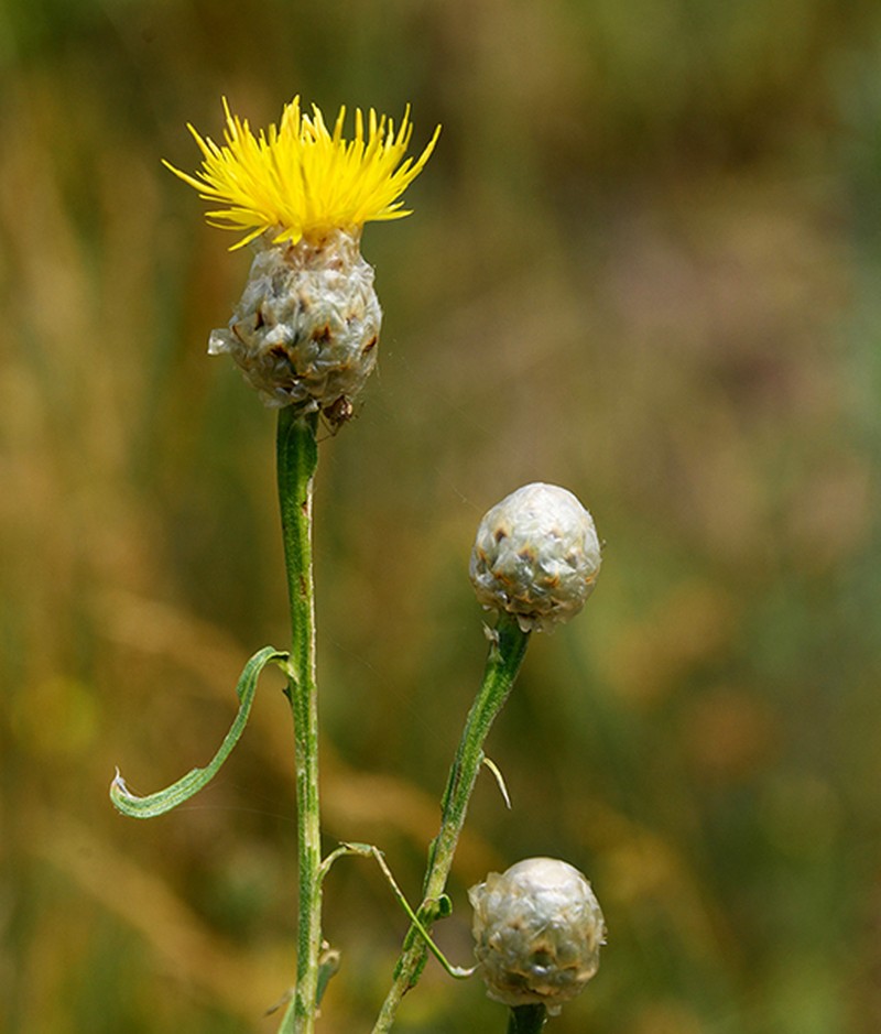 Centaurea glastifolia photo 3