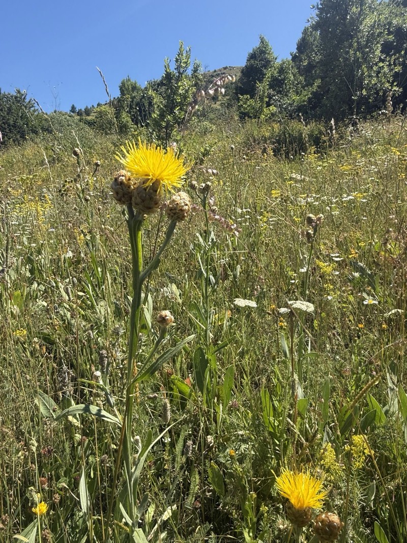Centaurea glastifolia photo 4