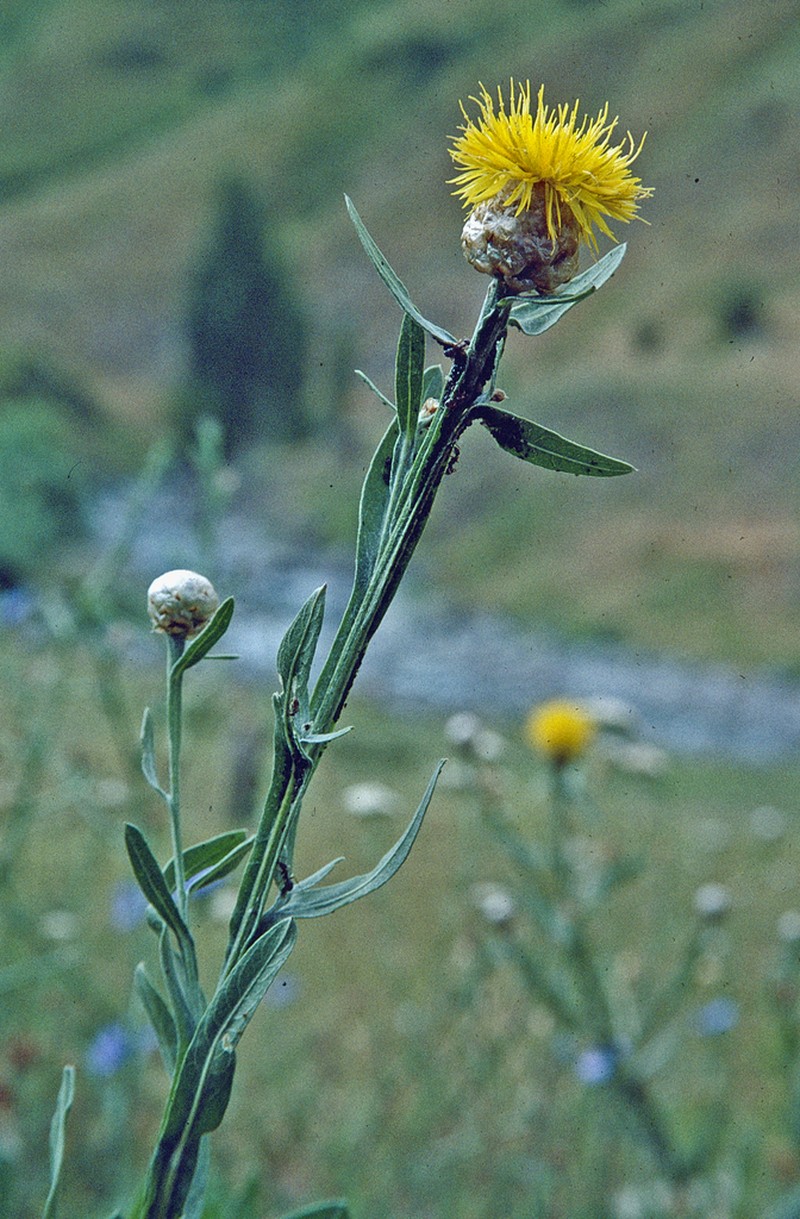 Centaurea glastifolia photo 5