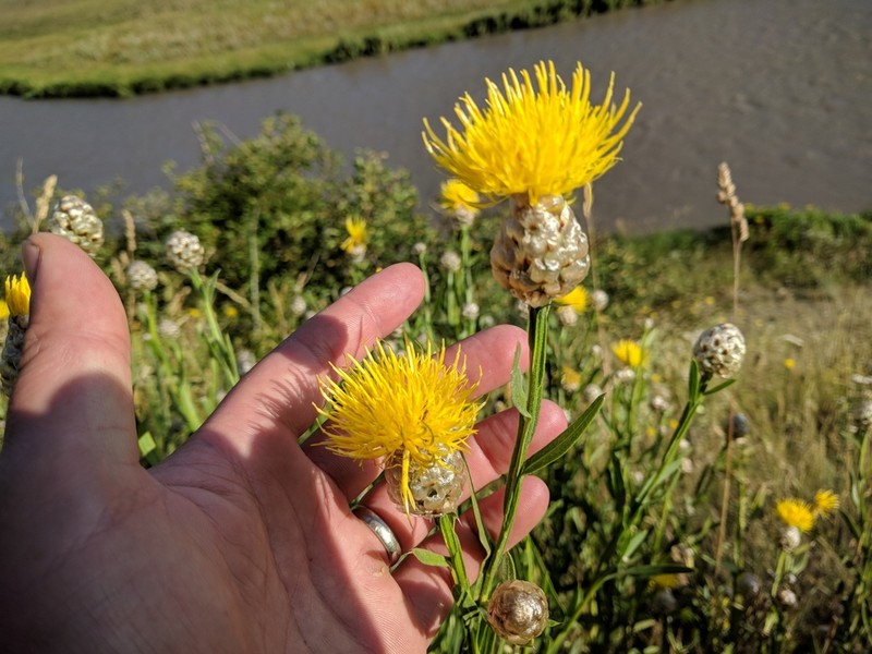 Centaurea glastifolia photo 6