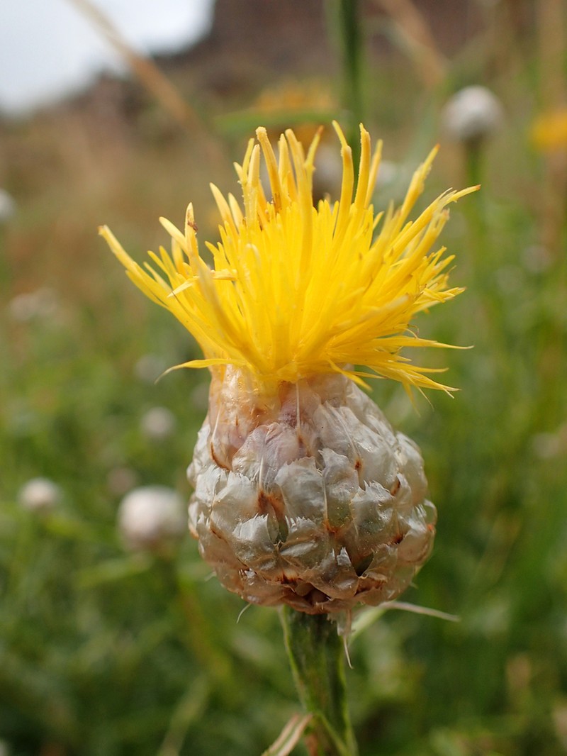 Centaurea glastifolia photo 7