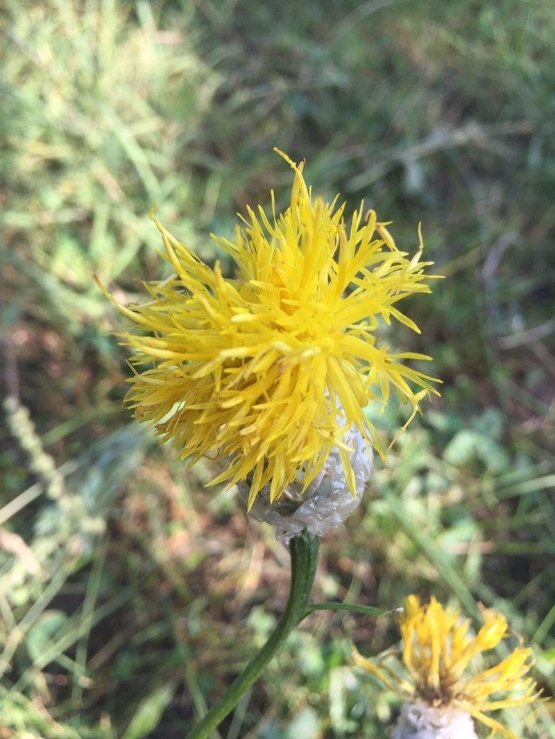 Centaurea glastifolia photo 8