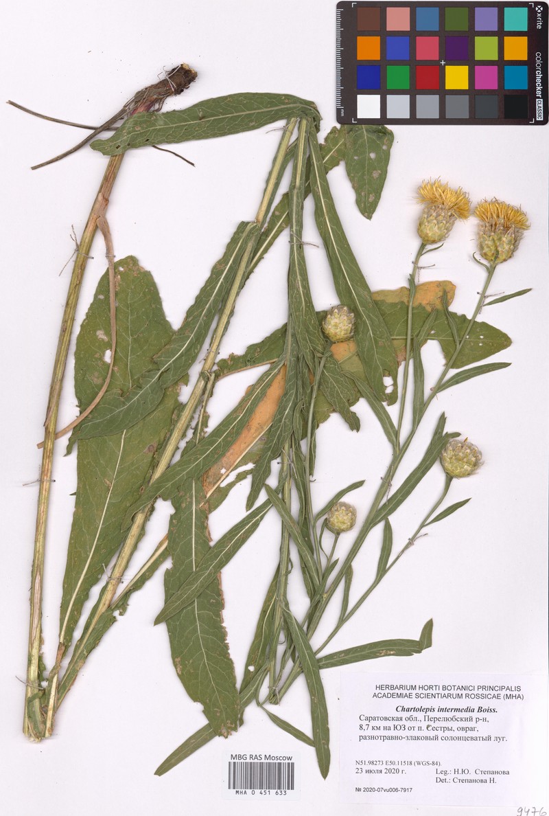 Centaurea glastifolia subsp. glastifolia