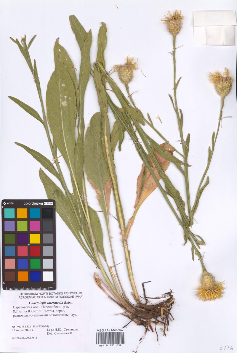 Centaurea glastifolia subsp. glastifolia photo 2