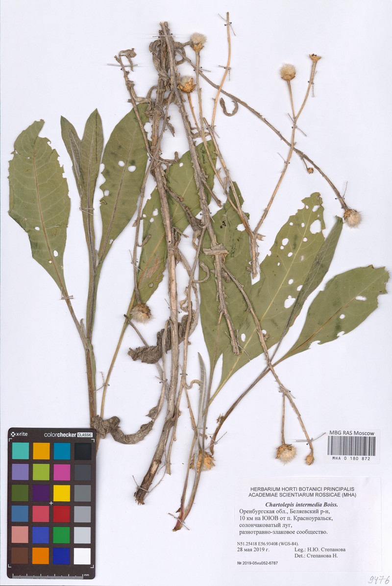 Centaurea glastifolia subsp. glastifolia photo 3
