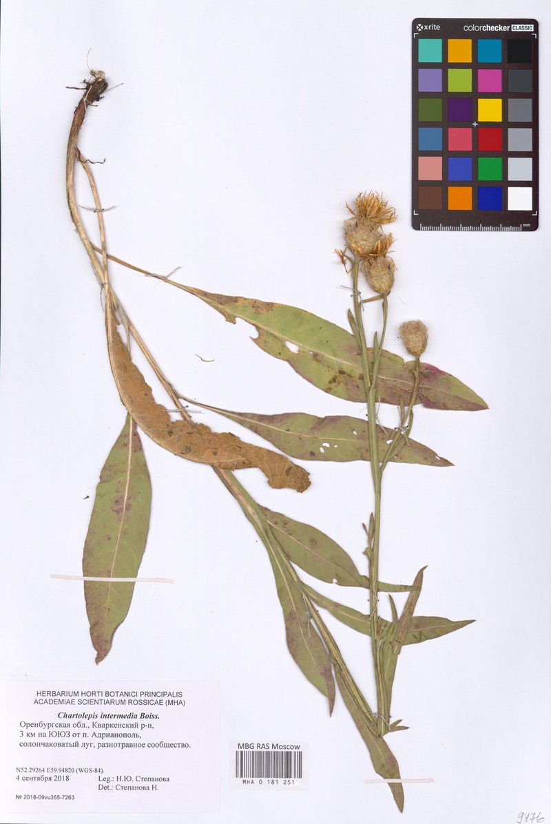 Centaurea glastifolia subsp. glastifolia photo 4