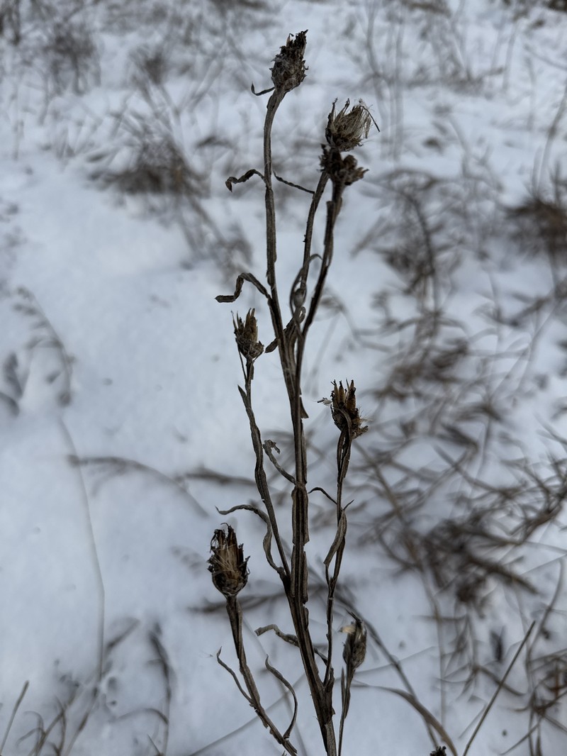 Centaurea glastifolia subsp. intermedia