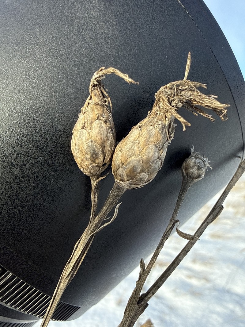 Centaurea glastifolia subsp. intermedia photo 2