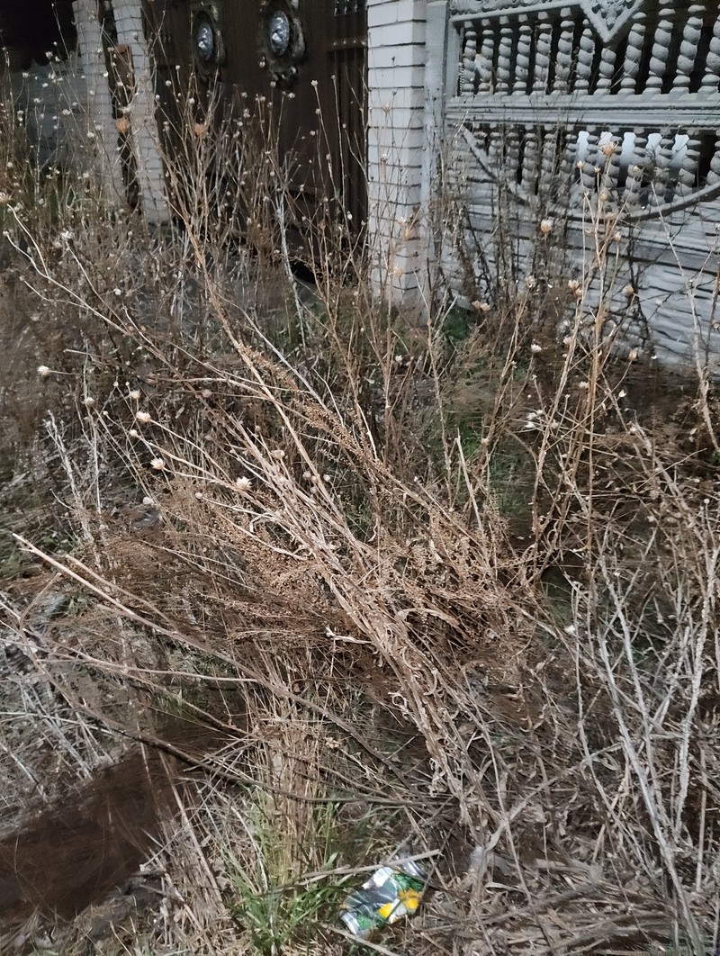 Centaurea glastifolia subsp. intermedia photo 3