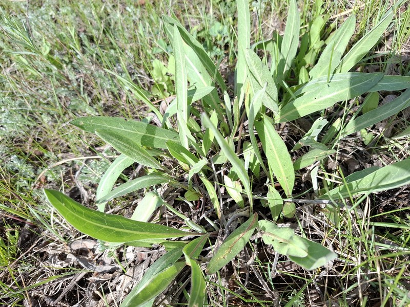 Centaurea glastifolia subsp. intermedia photo 4