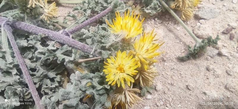 Centaurea glomerata photo 3