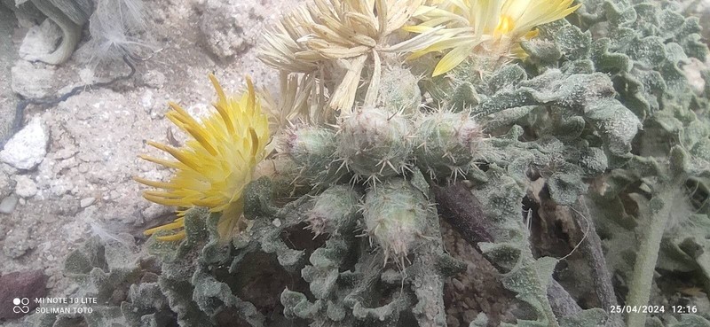 Centaurea glomerata photo 4
