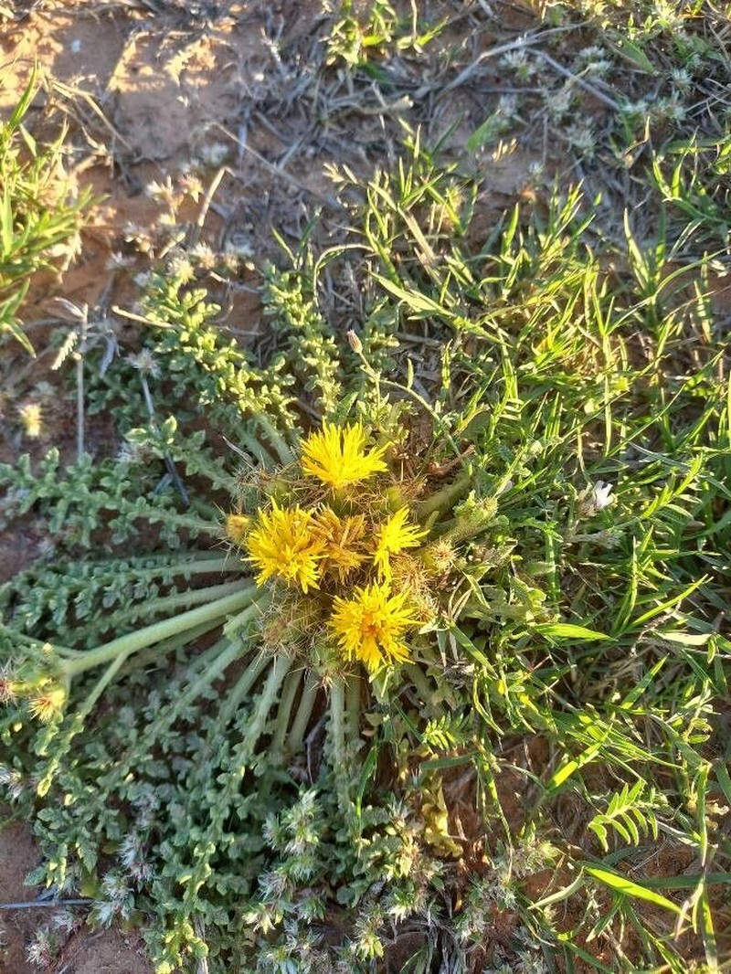 Centaurea glomerata photo 5