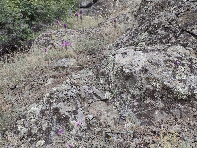 Centaurea gracilenta