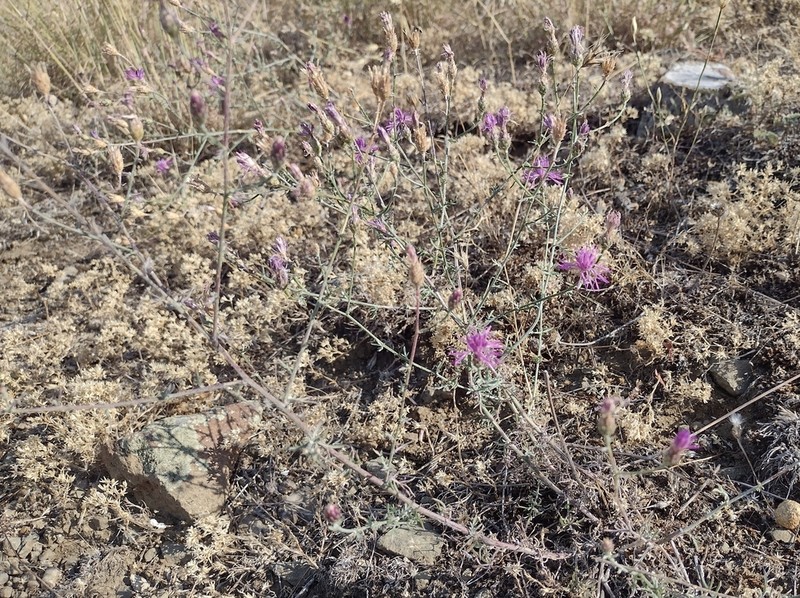 Centaurea gracilenta photo 2
