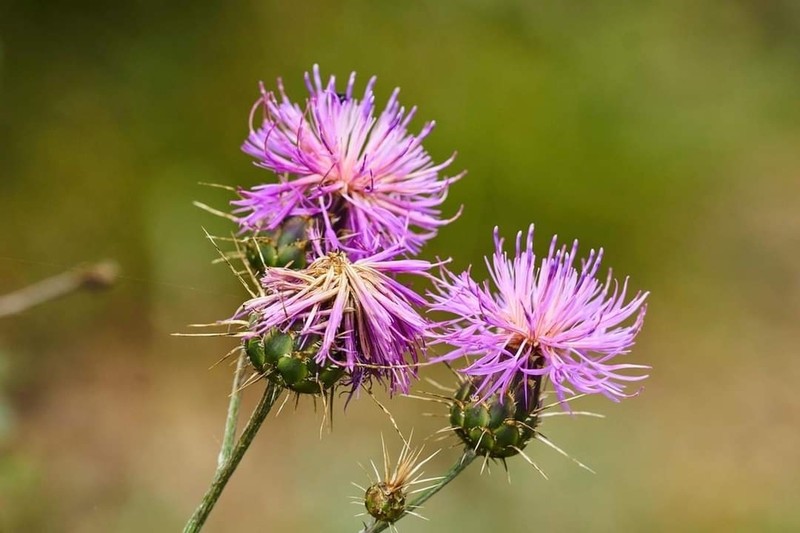 Centaurea graeca