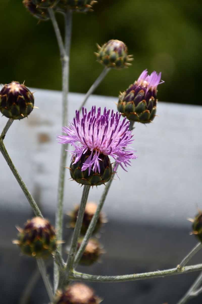 Centaurea graeca photo 2
