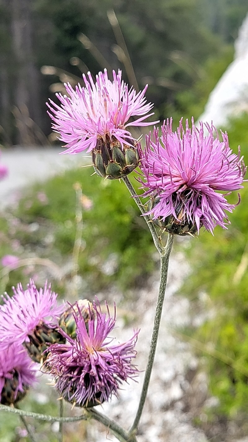Centaurea graeca photo 3