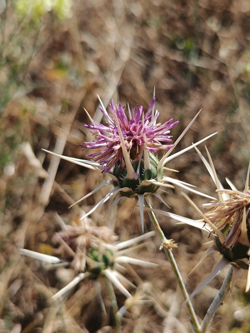 Centaurea graeca photo 4
