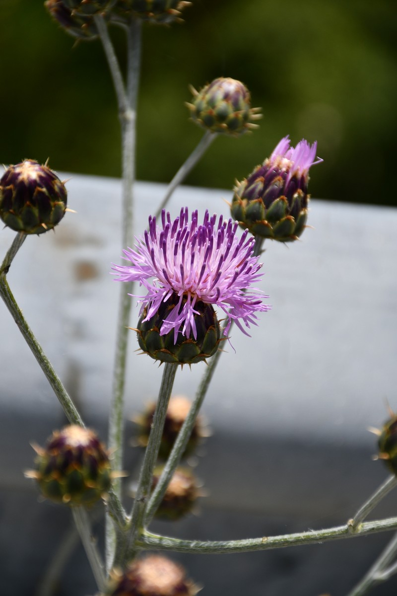 Centaurea graeca photo 5