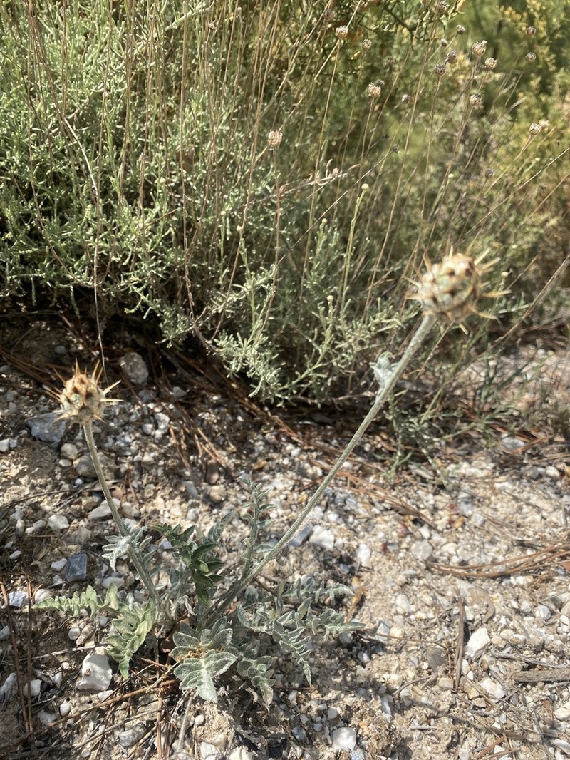 Centaurea granatensis photo 2