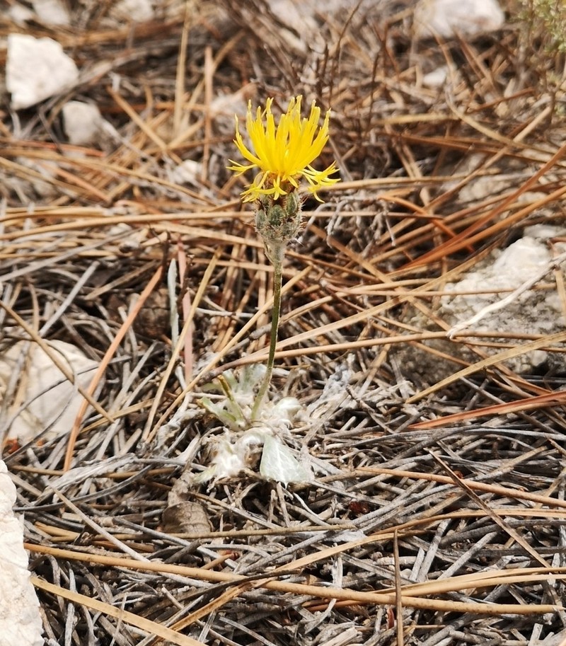 Centaurea granatensis photo 3