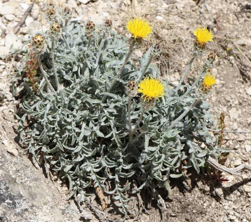 Centaurea granatensis photo 4