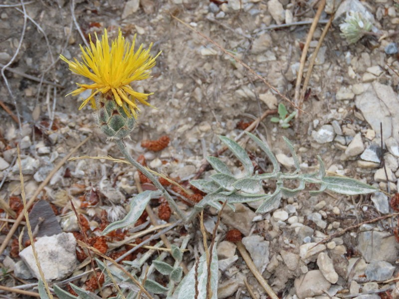 Centaurea granatensis photo 5