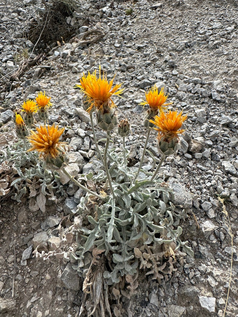 Centaurea granatensis photo 6