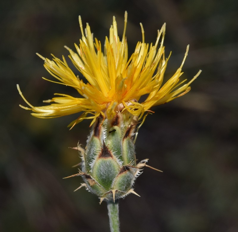 Centaurea granatensis photo 7