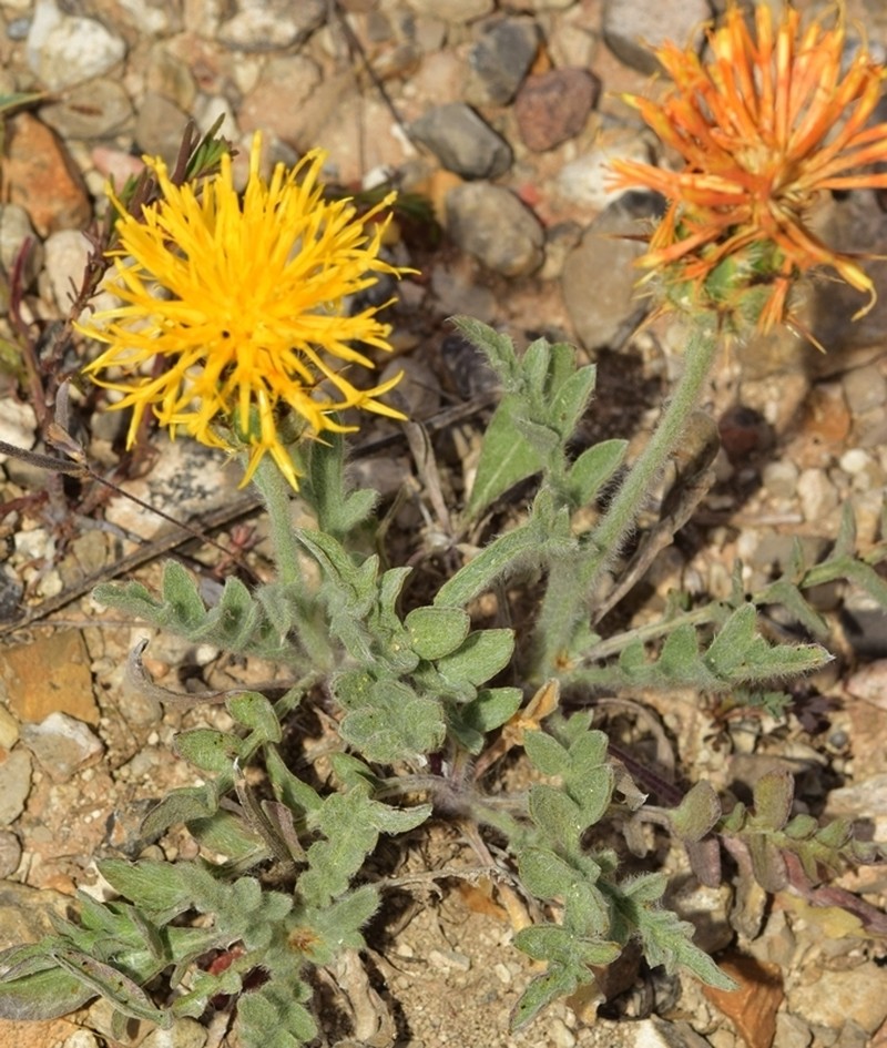 Centaurea granatensis photo 8