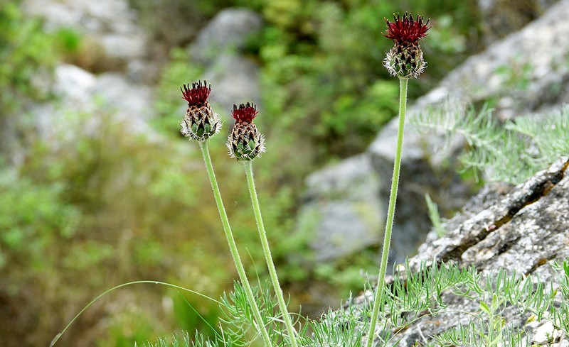 Centaurea grbavacensis