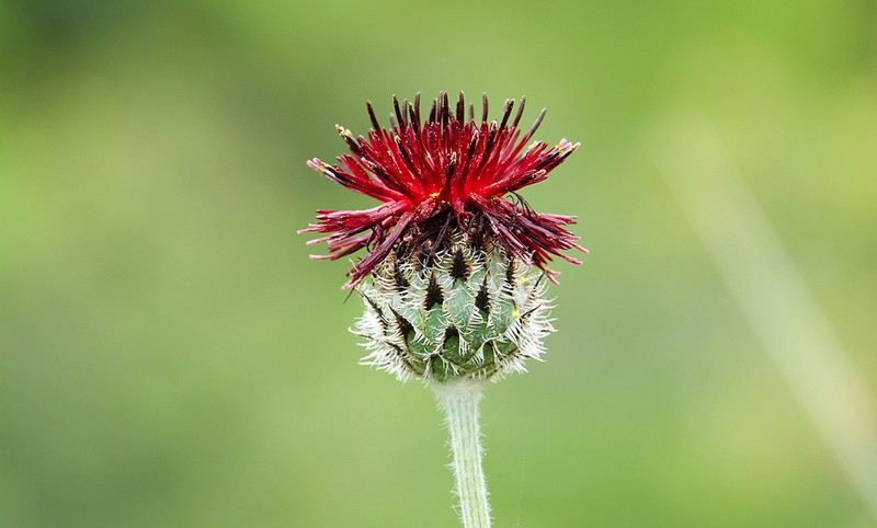 Centaurea grbavacensis photo 2
