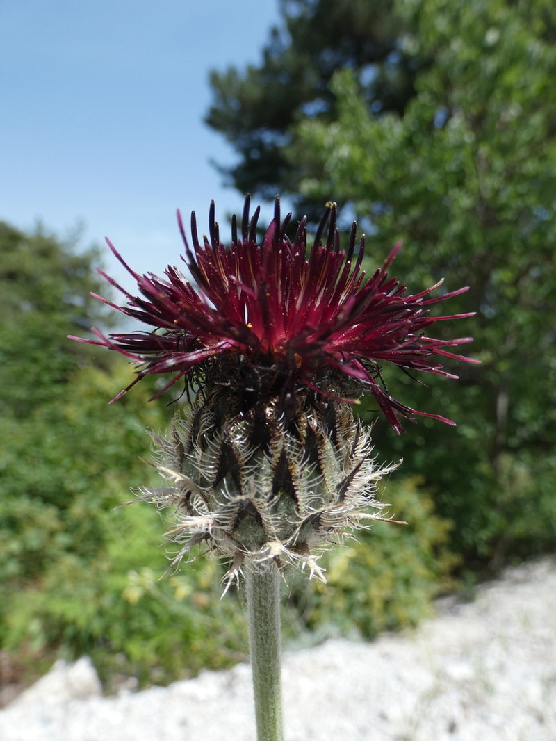 Centaurea grbavacensis photo 3