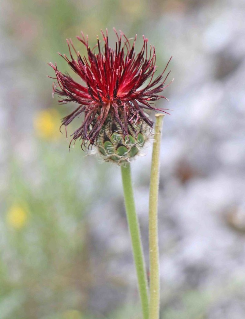 Centaurea grbavacensis photo 4