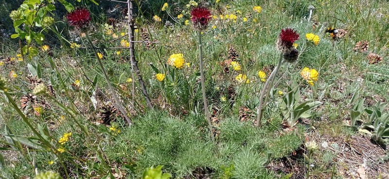 Centaurea grbavacensis photo 5
