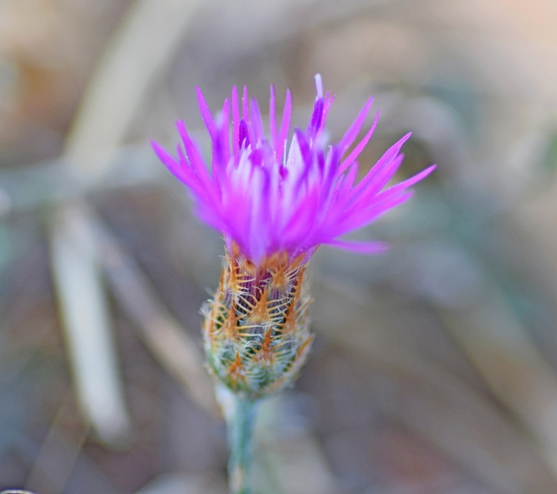 Centaurea grisebachii photo 2